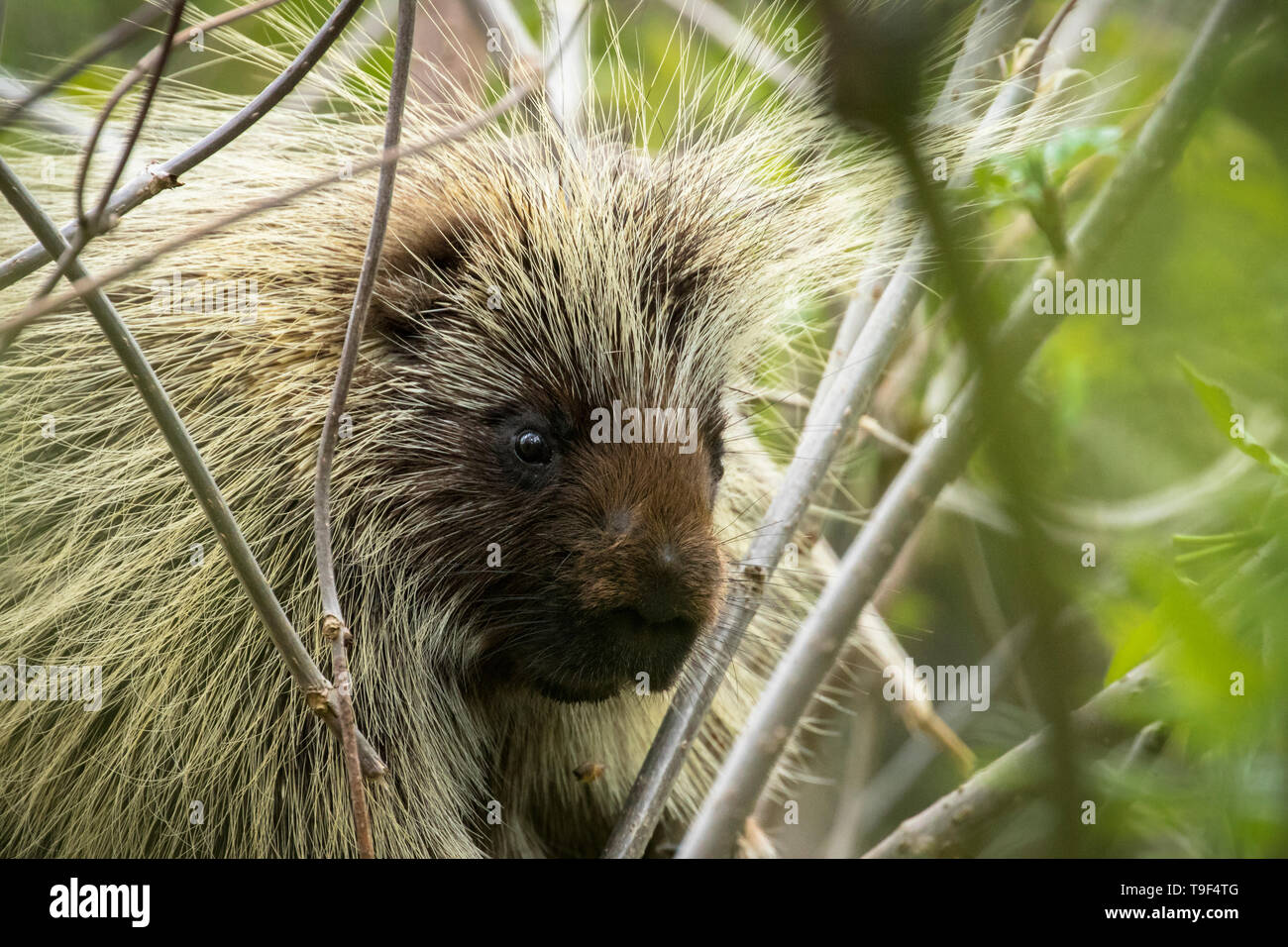 North American Porcupine, Erethizon dorsatum, Nahaufnahme in St. Albert, Alberta, Kanada. Stockfoto