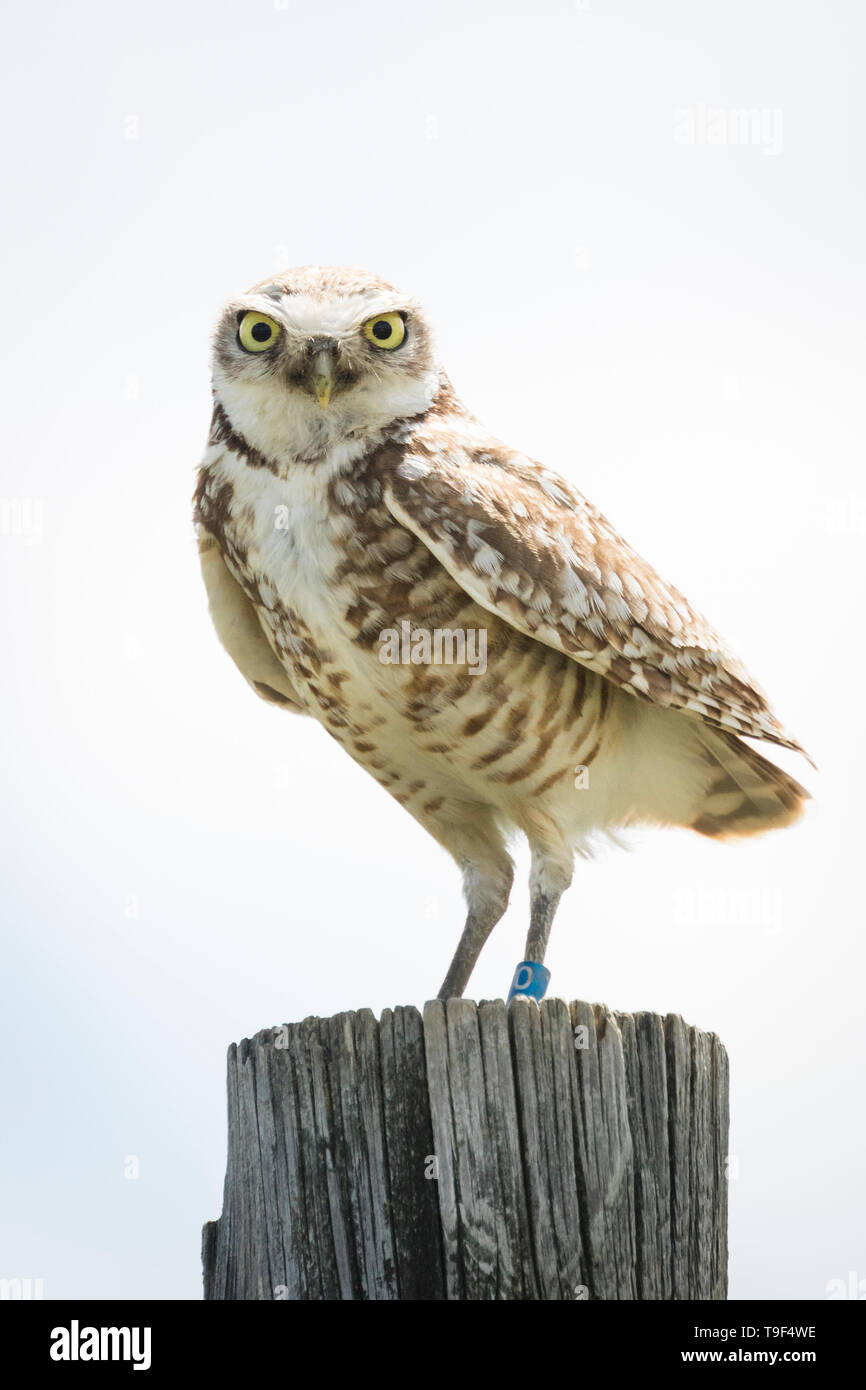 Grabende Eule, Athene cunicularia, auf einem in der Nähe von fencepost Medicine Hat, Alberta, Kanada thront. Stockfoto