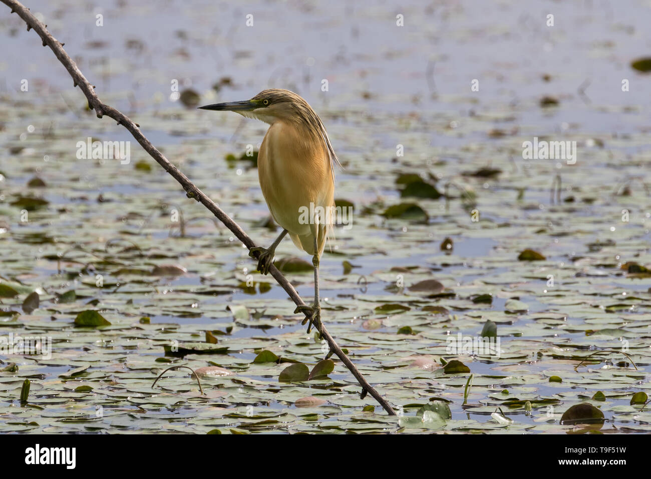 Squacco Heron - Ardeola ralloides Stockfoto