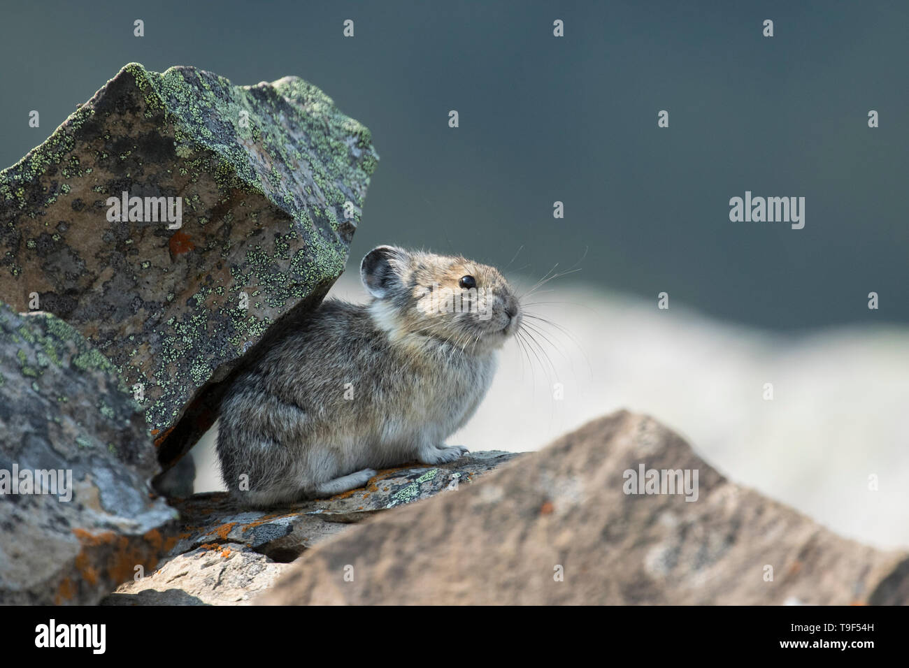 Amerikanische Pika, Ochotona princeps, das sich im Jasper Natonal Park, Kanada Stockfoto