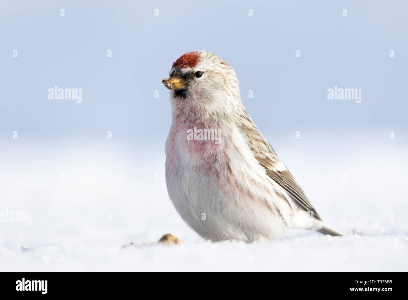 Hoary redpoll, Acanthis hornemanni, Fütterung auf Sand in der Nähe von Boyle, Alberta, Kanada. Stockfoto