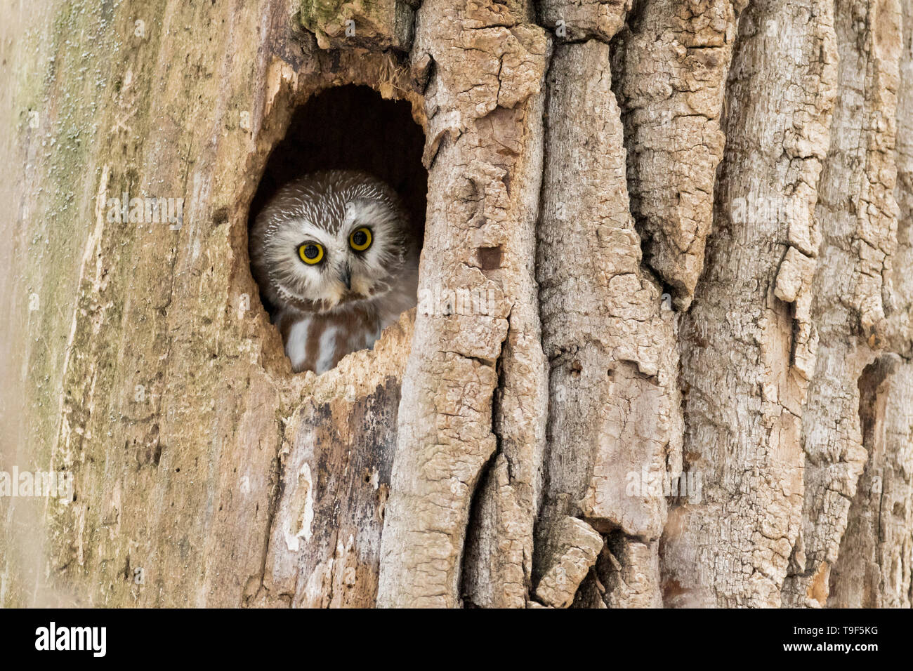 Northern Säge - wetzen Eule, Aegolius acadicus, in einem Baum Hohlraum in Edmonton, Alberta, Kanada. Stockfoto