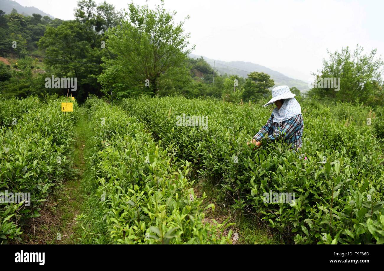 Jinzhai, Anhui Chinas Provinz. 18 Mai, 2019. Ein Landwirt nimmt die Blätter zu einem ökologischen Teegarten im dawan Dorf Huashi County im Jinzhai County, der ostchinesischen Provinz Anhui, 18. Mai 2019. In den letzten Jahren, Dawan Dorf hat in die Entwicklung von Kaffee Industrie und Tourismus in ländlichen Gebieten begangen worden, als eine Möglichkeit, das Einkommen der Landwirte zu erhöhen. Im Jahr 2018 wurde das Dorf hob sich selbst aus der Armut. Credit: Liu Junxi/Xinhua/Alamy leben Nachrichten Stockfoto