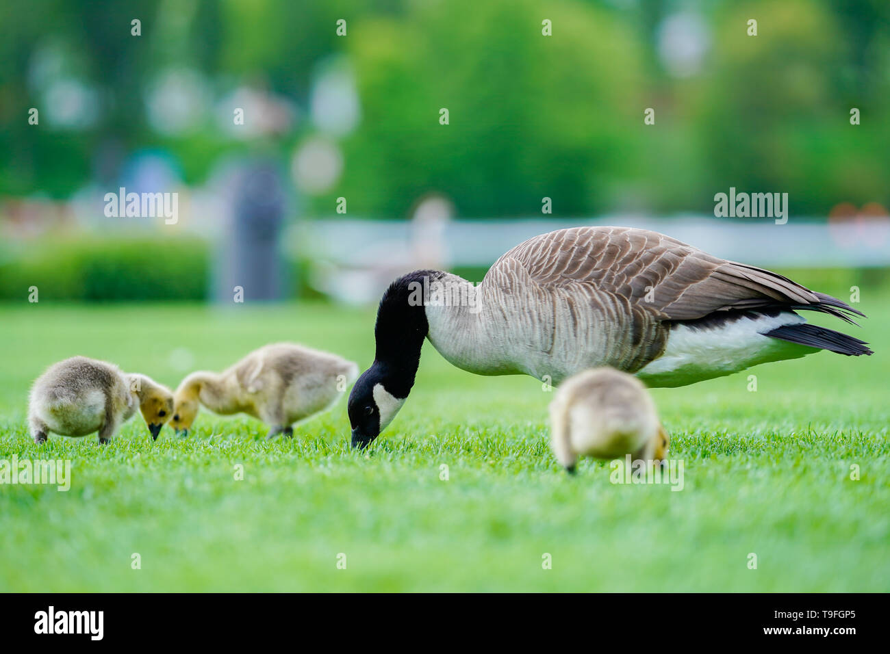 Heidelberg, Deutschland. 14 Mai, 2019. Eine kanadische Gans und seine Nachkommen sind auf der Suche nach Essen auf der Neckar Wiese im Heidelberger Stadtteil Neuenheim. Die Stadt will die Zahl der Gänse mit der Jagd und ein Verbot der Verfütterung an reduzieren. (Dpa-KORR: ''Gans Task Force' - exotische Gäste in den Gemeinden' ärgern) Credit: Uwe Anspach/dpa/Alamy leben Nachrichten Stockfoto