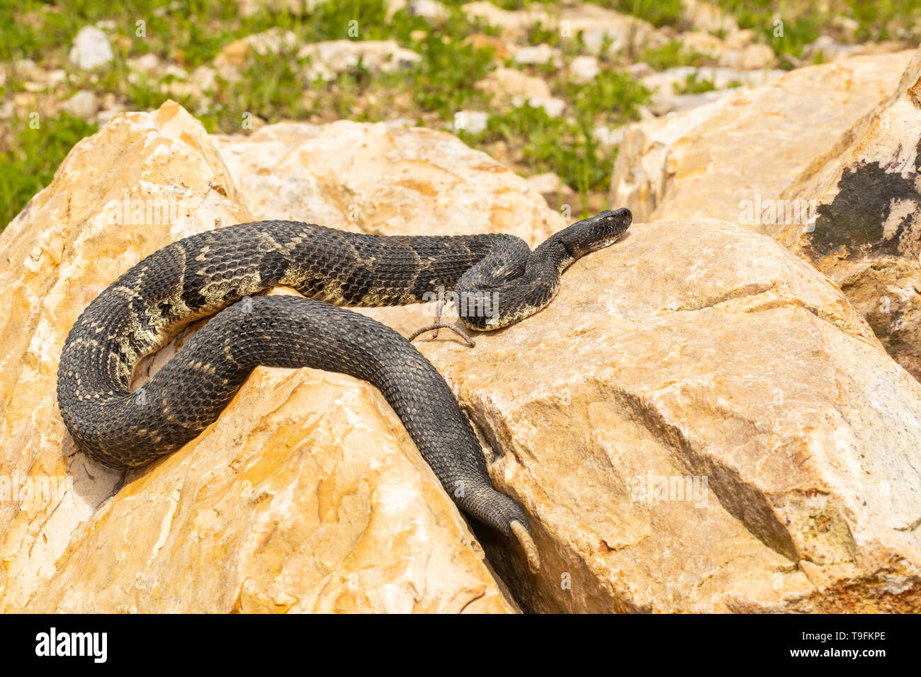 Holz klapperschlange Aalen in Felsen - Crotalus horridus Stockfoto