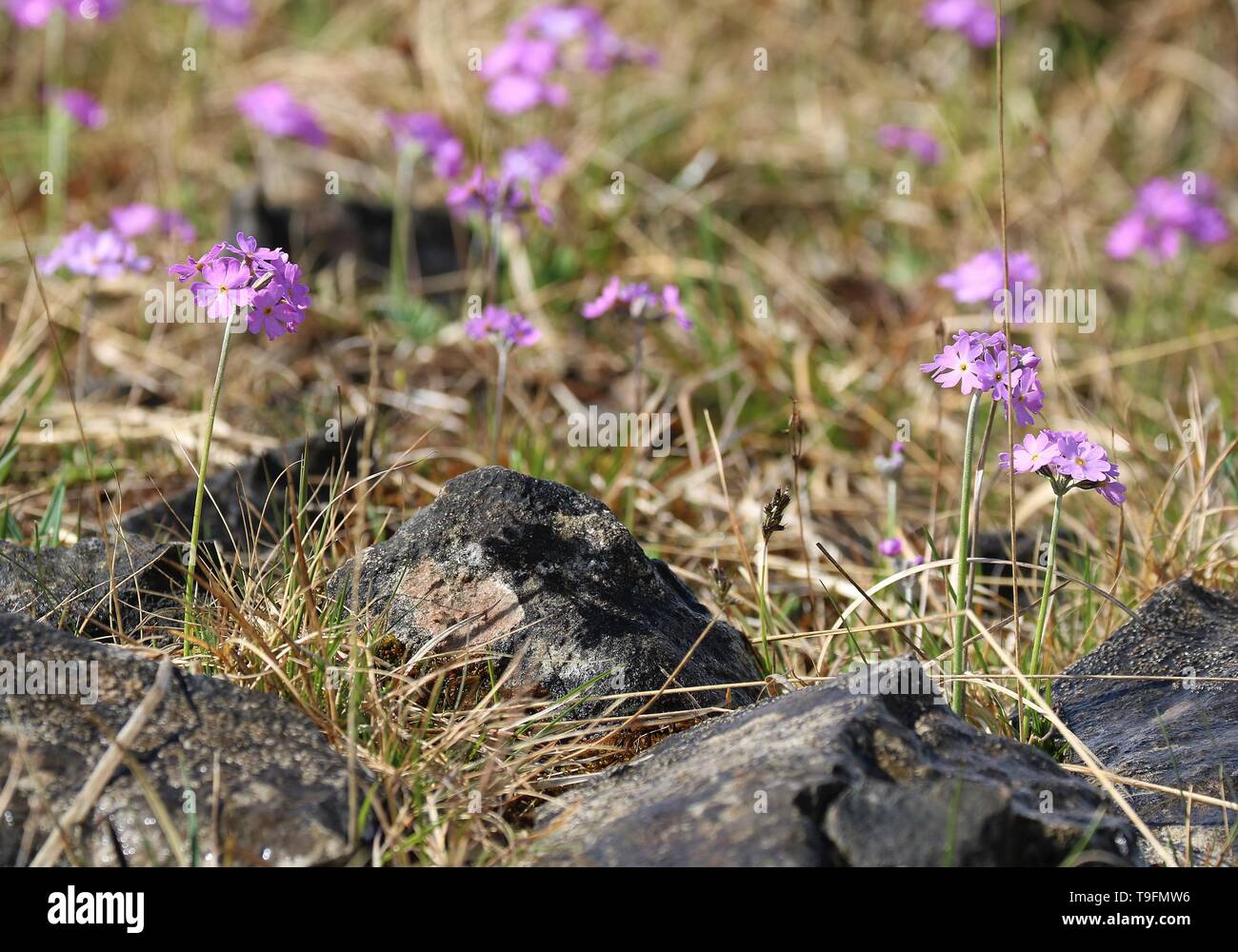 Arncliffe, Yorkshire Dales Stockfoto