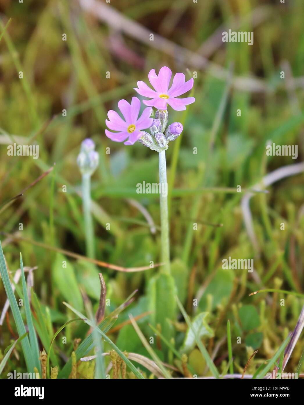 Arncliffe, Yorkshire Dales Stockfoto