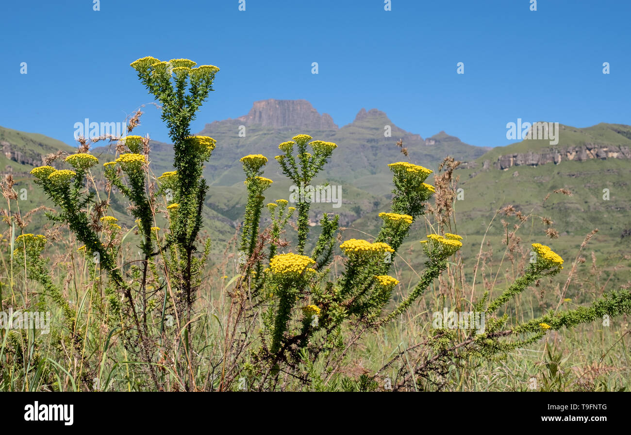 Champagne Valley in der Nähe von Perugia, die Bestandteil des Central Drakensberg, Kwazulu Natal, Südafrika. Stockfoto