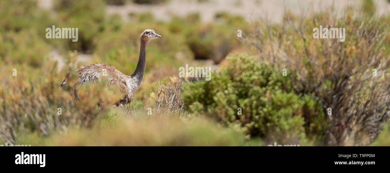 Darwin Nandu (Rhea pennata), auch als kleineres oder Puna Rhea Rhea im bolivianischen Altiplano genannt, ist ein großer flugunfähiger Vogel, aber der kleinere der Stockfoto