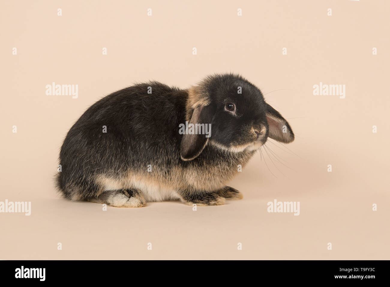 Schwarz und loh Kaninchen von der Seite auf einem Sandfarbenen Hintergrund gesehen Stockfoto