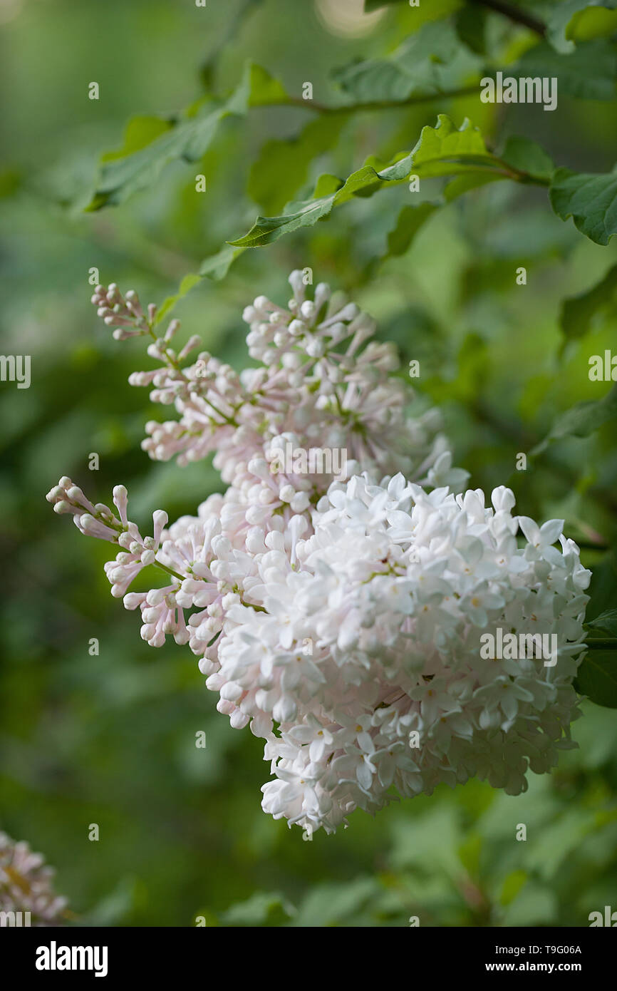 Weiß lila Blumen in voller Blüte auf einem verschwommenen Hintergrund. Stockfoto