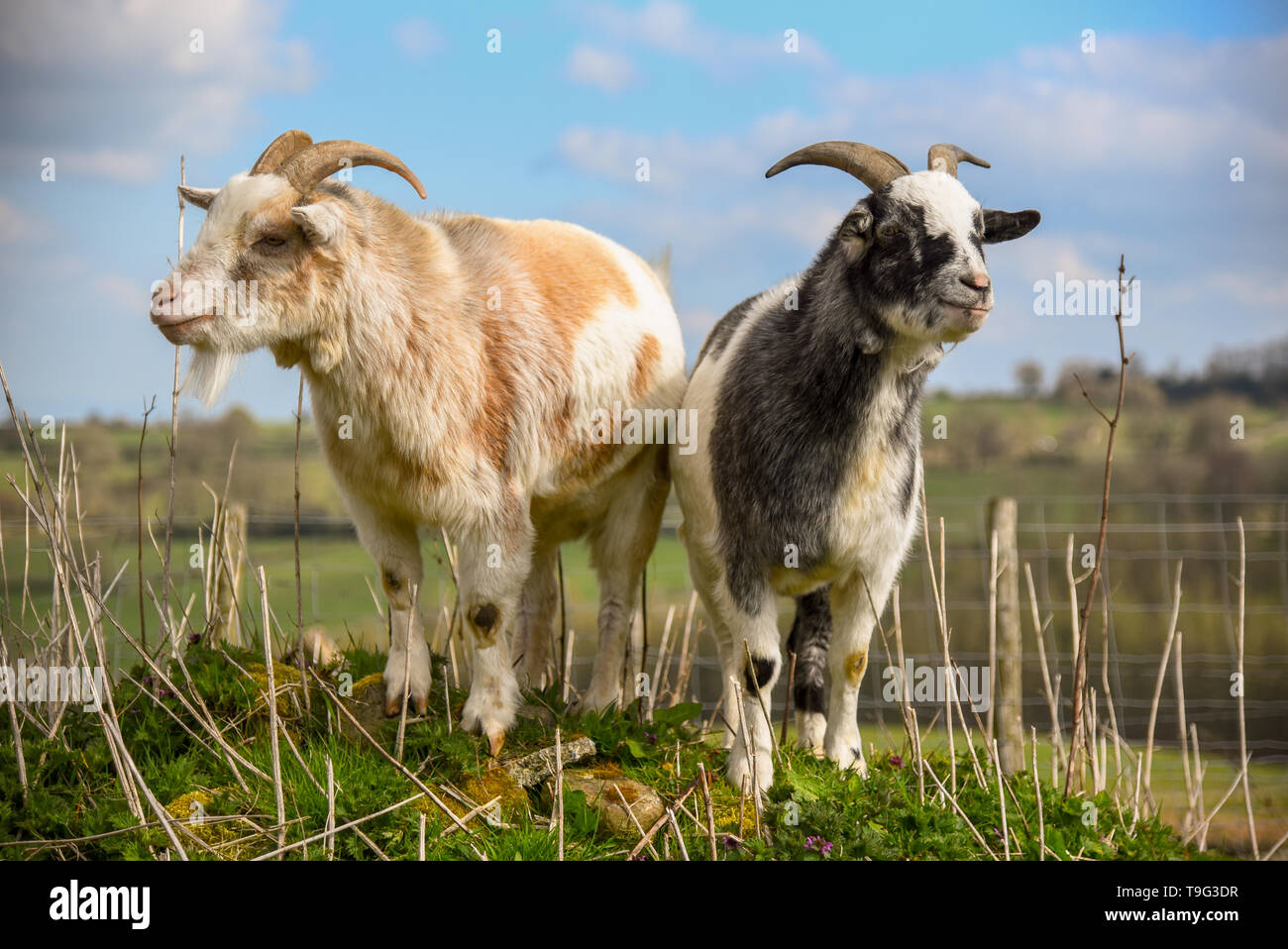 Zwei Ziegen in einem Feld Stockfoto