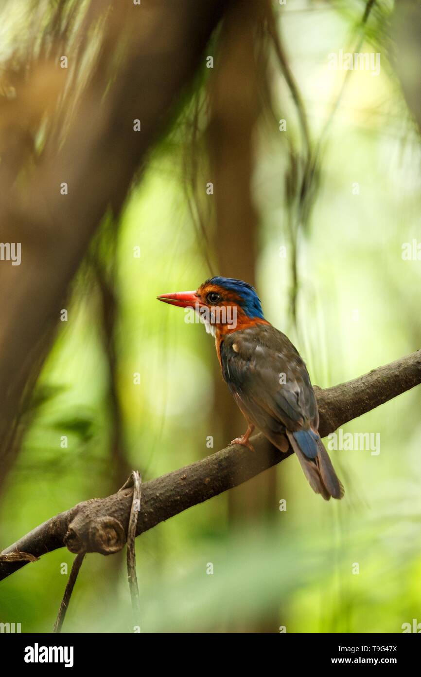 Die Green-backed Kingfisher Sitzstangen auf einem Zweig in der indonesischen Dschungel, Familie Alcedinidae, endemische Arten zu Indonesien, exotische Vögel in Asien, Tangkok Stockfoto