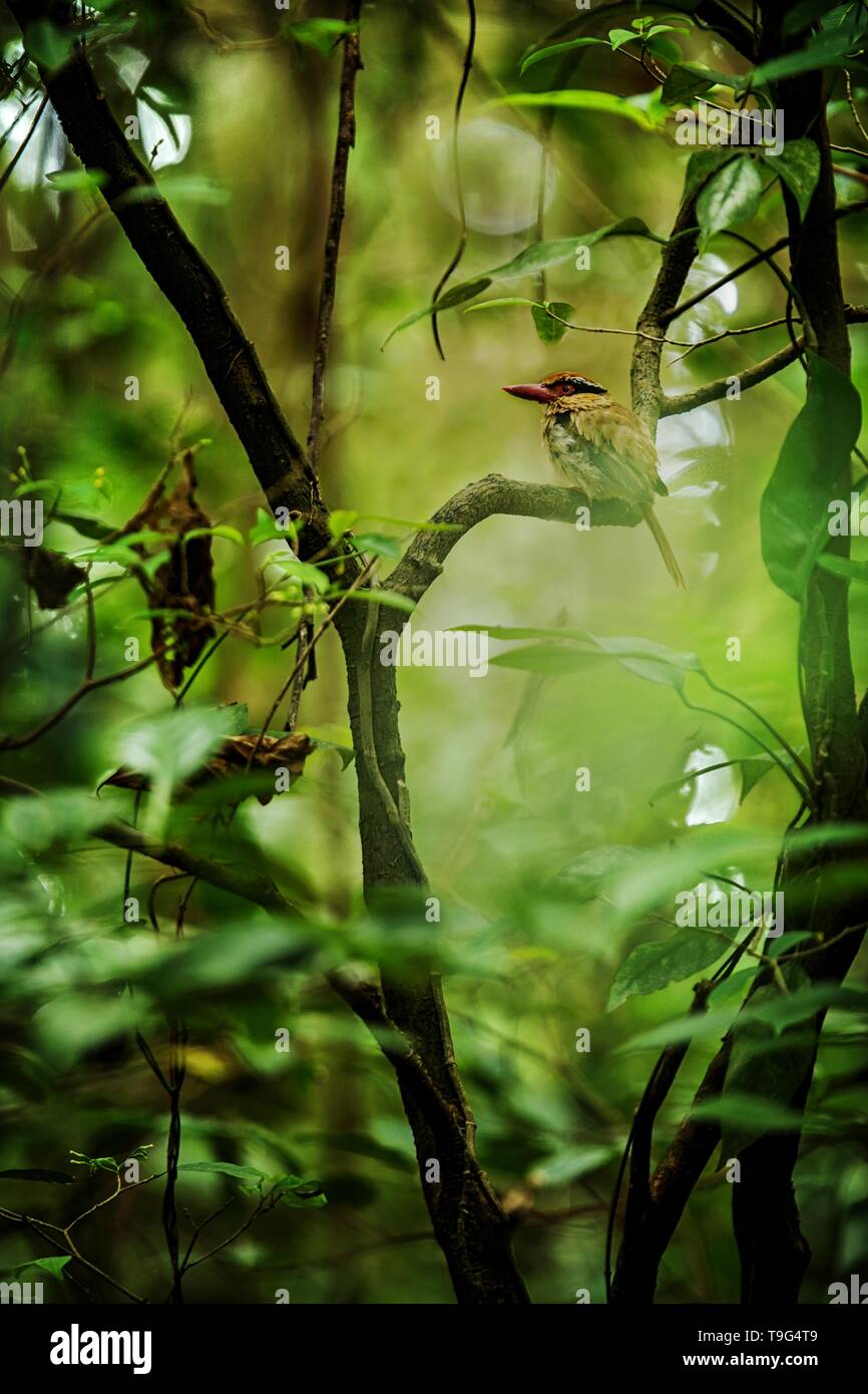 Lila kingfisher Sitzstangen auf einem Zweig in der indonesischen Dschungel, Familie Alcedinidae, endemische Arten zu Indonesien, exotische Vögel in Asien, Tangkoko, Sulawesi Stockfoto