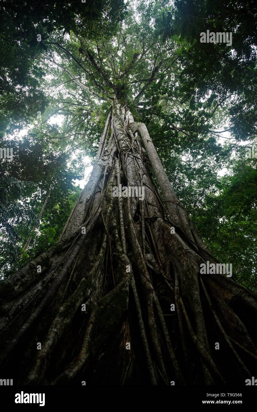 Giant ficus Baum im Tangkoko National Park. Nord Sulawesi. Indonesien, üppig und dicht primären Regenwald, Blick in den Dschungel Vordach Stockfoto