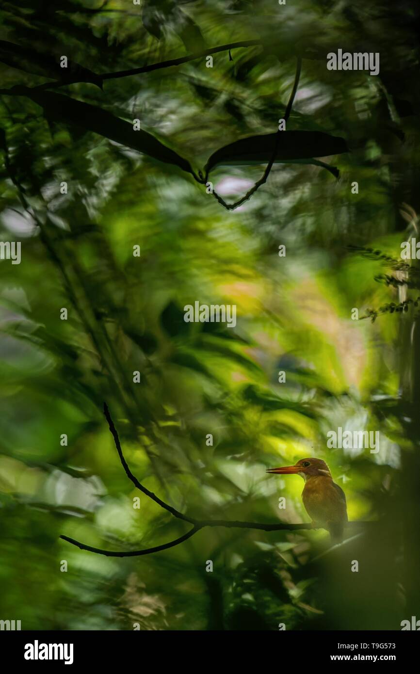 Zwerg sulawesi Kingfisher (keyx Fallax) Sitzstangen auf einem Zweig in der indonesischen Dschungel, Familie Alcedinidae, endemische Arten zu Indonesien, exotische Vögel in einem Stockfoto