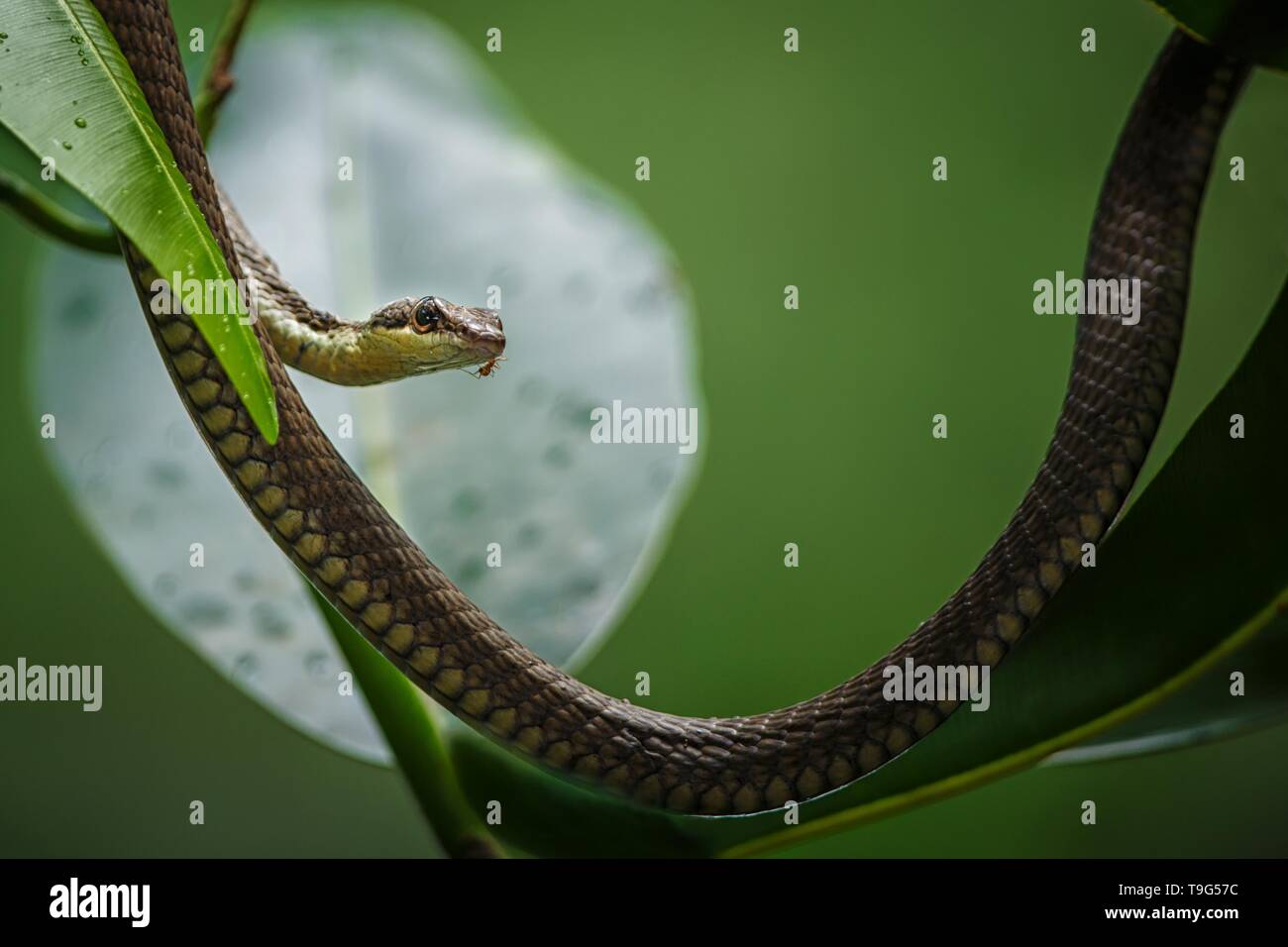 Die gemeinsame Schlange im Baum Tangkoko National Park, Sulawesi,, exotische Abenteuer Reise in Südostasien Stockfoto