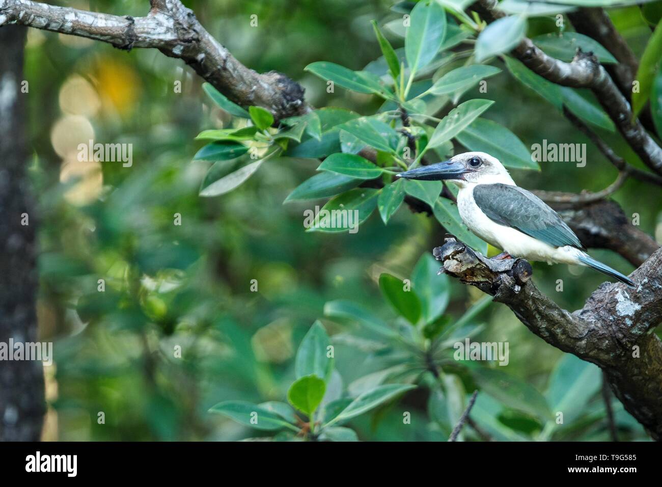 Die große-billed Kingfisher (Pelargopsis melanorhyncha) Sitzstangen auf einem Zweig in Mangrove Bush, Familie Alcedinidae, endemische Arten zu Indonesien, Exotische Stockfoto