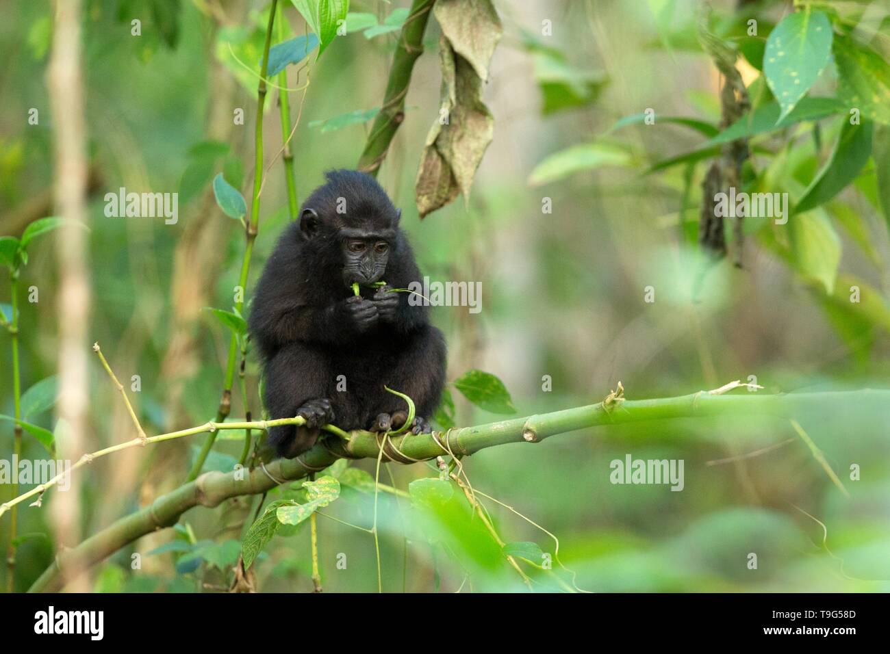 Kleines süßes Baby macaque auf dem Zweig des Baumes Blätter essen. Close up Portrait. Endemische schwarze Crested macaque oder den schwarzen Affen. Einzigartige Säugetiere in Stockfoto