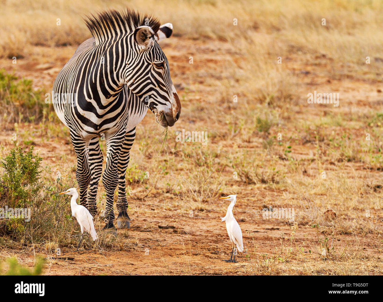 Grevy's Zebra Grévy Grevy Equus grevyi Schwarz und Weiß schmale Streifen. Zwei 2 Kuhreiher Vögel staubig trocken Goldene scrub Samburu Kenia gefährdet Stockfoto