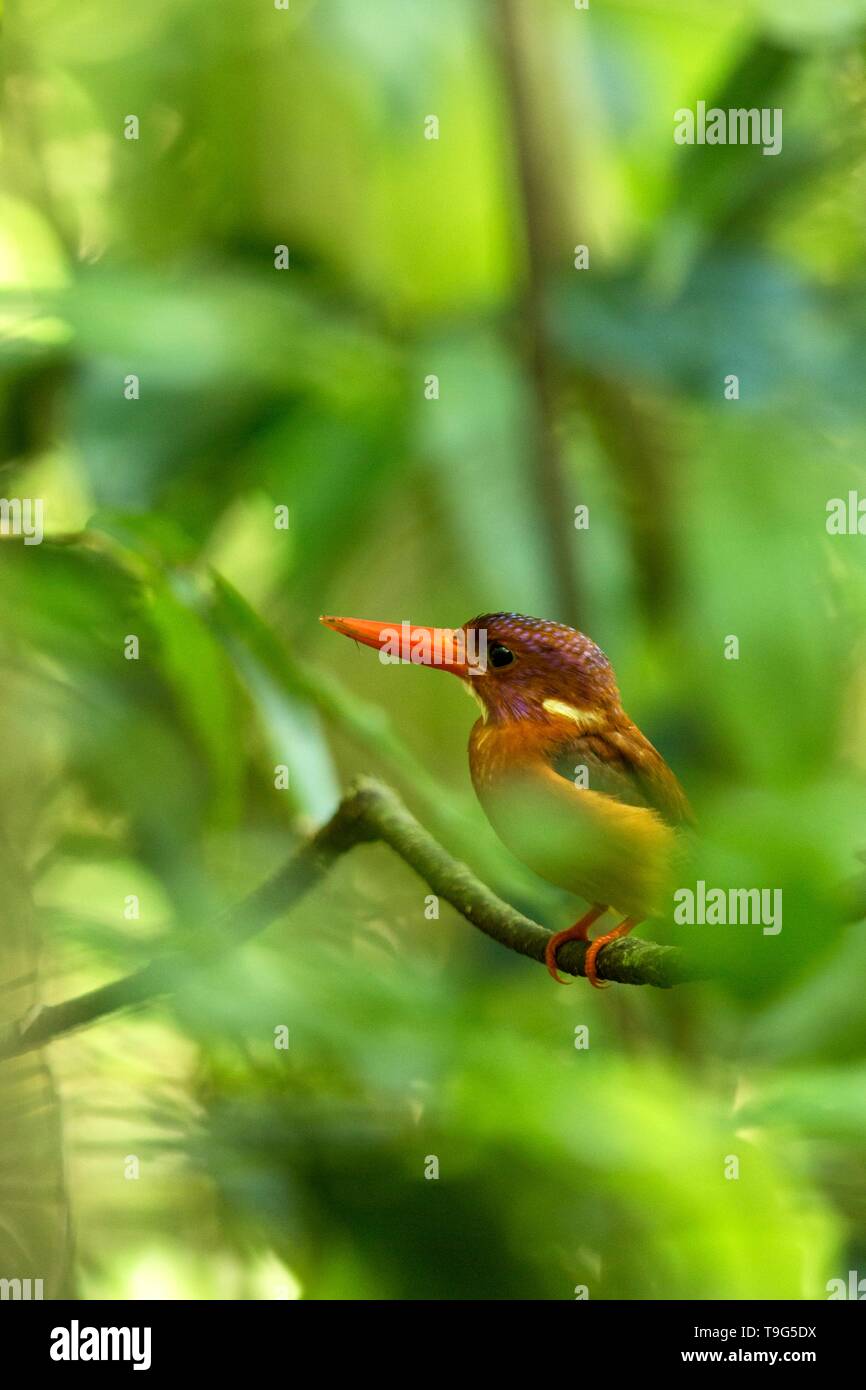 Zwerg sulawesi Kingfisher (keyx Fallax) Sitzstangen auf einem Zweig in der indonesischen Dschungel, Familie Alcedinidae, endemische Arten zu Indonesien, exotische Vögel in einem Stockfoto