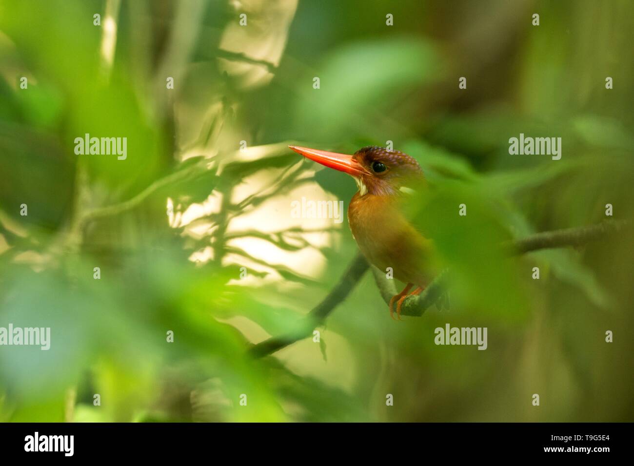 Zwerg sulawesi Kingfisher (keyx Fallax) Sitzstangen auf einem Zweig in der indonesischen Dschungel, Familie Alcedinidae, endemische Arten zu Indonesien, exotische Vögel in einem Stockfoto