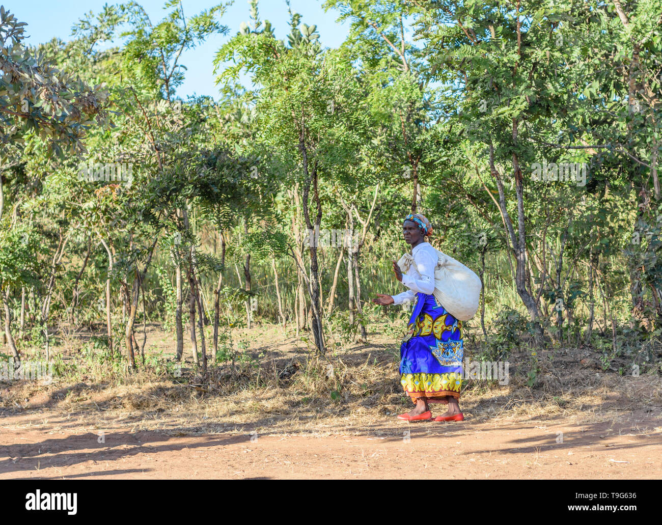 Eine malawische Frau geht durch ein Waldgebiet in Malawi mit einem Sack über die Schulter Stockfoto