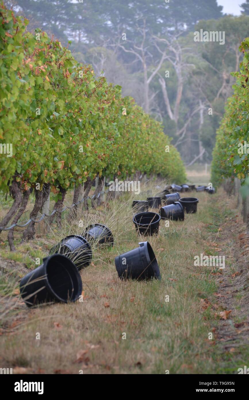 Schwarze leere Kommissionierung Eimer unter den Weinreben in der Erntezeit warten auf die Wanderarbeitnehmer zu kommen verstreut Stockfoto