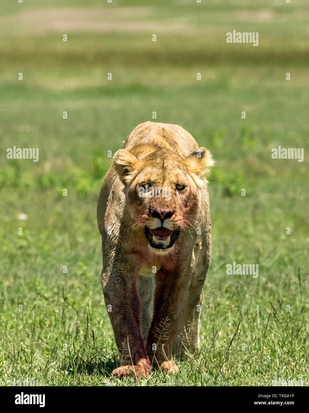 Blutige Löwin nach einem Zebra fest, Ngorongoro Krater, Tansania Stockfoto