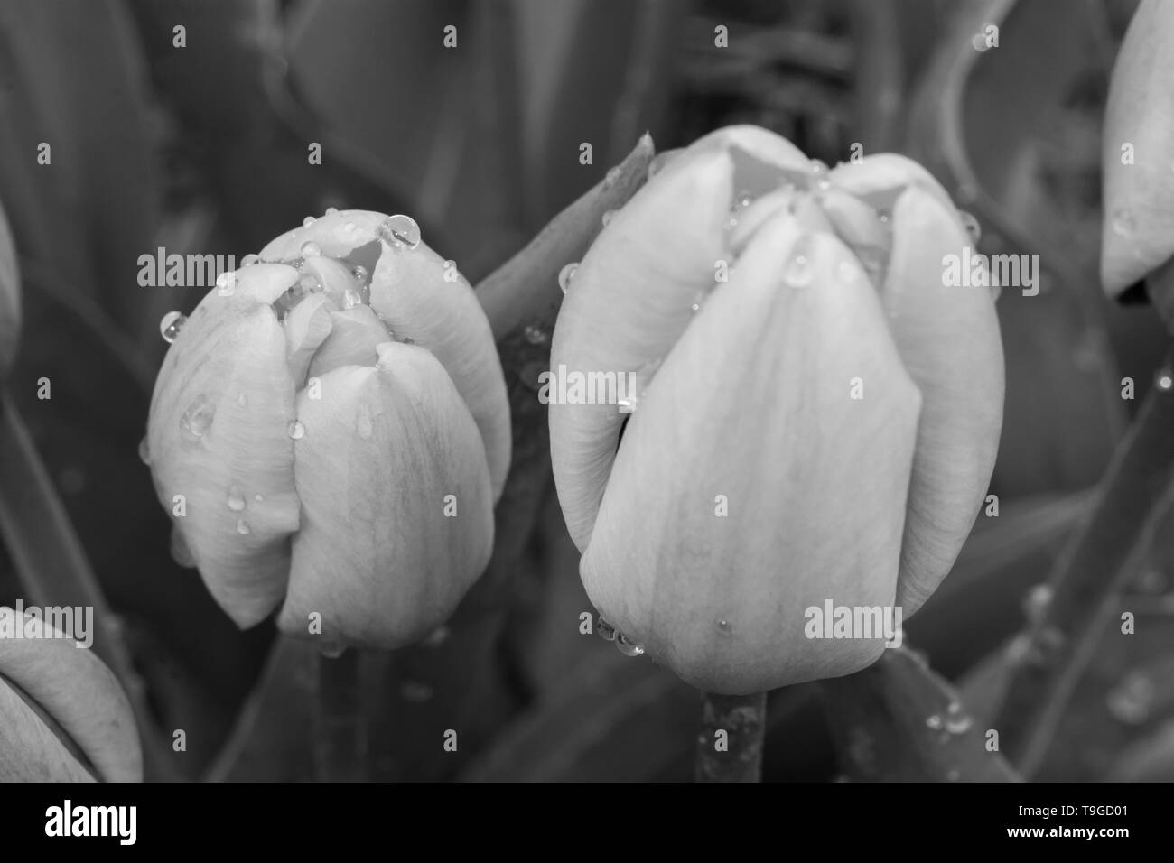 Garten Blumen im Frühjahr mit leuchtenden Farben und großer Detailtreue der Blume Teile Stockfoto