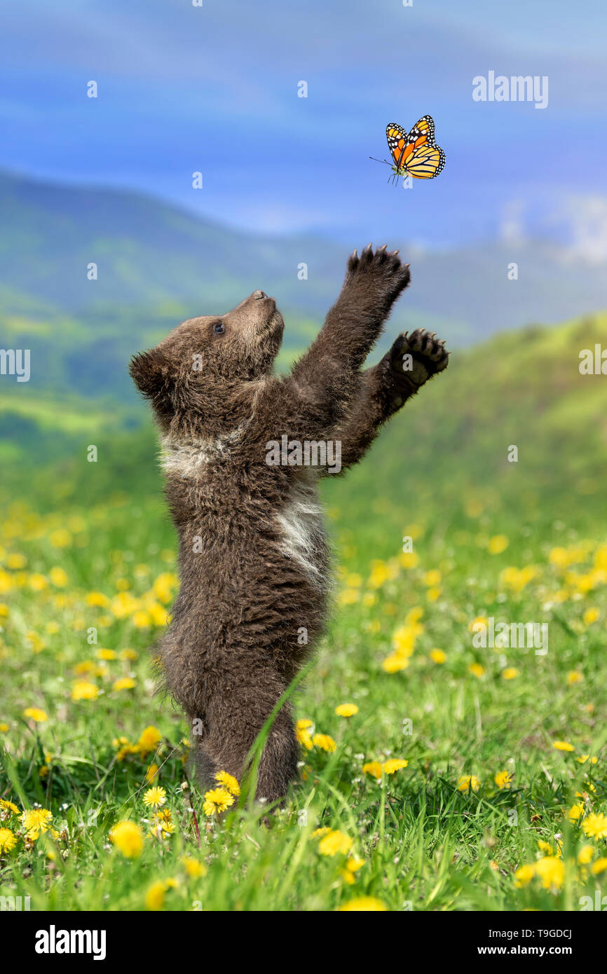 Brown bear Cub spielen auf den Sommer Berg mit Schmetterling. Ursus arctos im Gras mit gelben Blumen Stockfoto