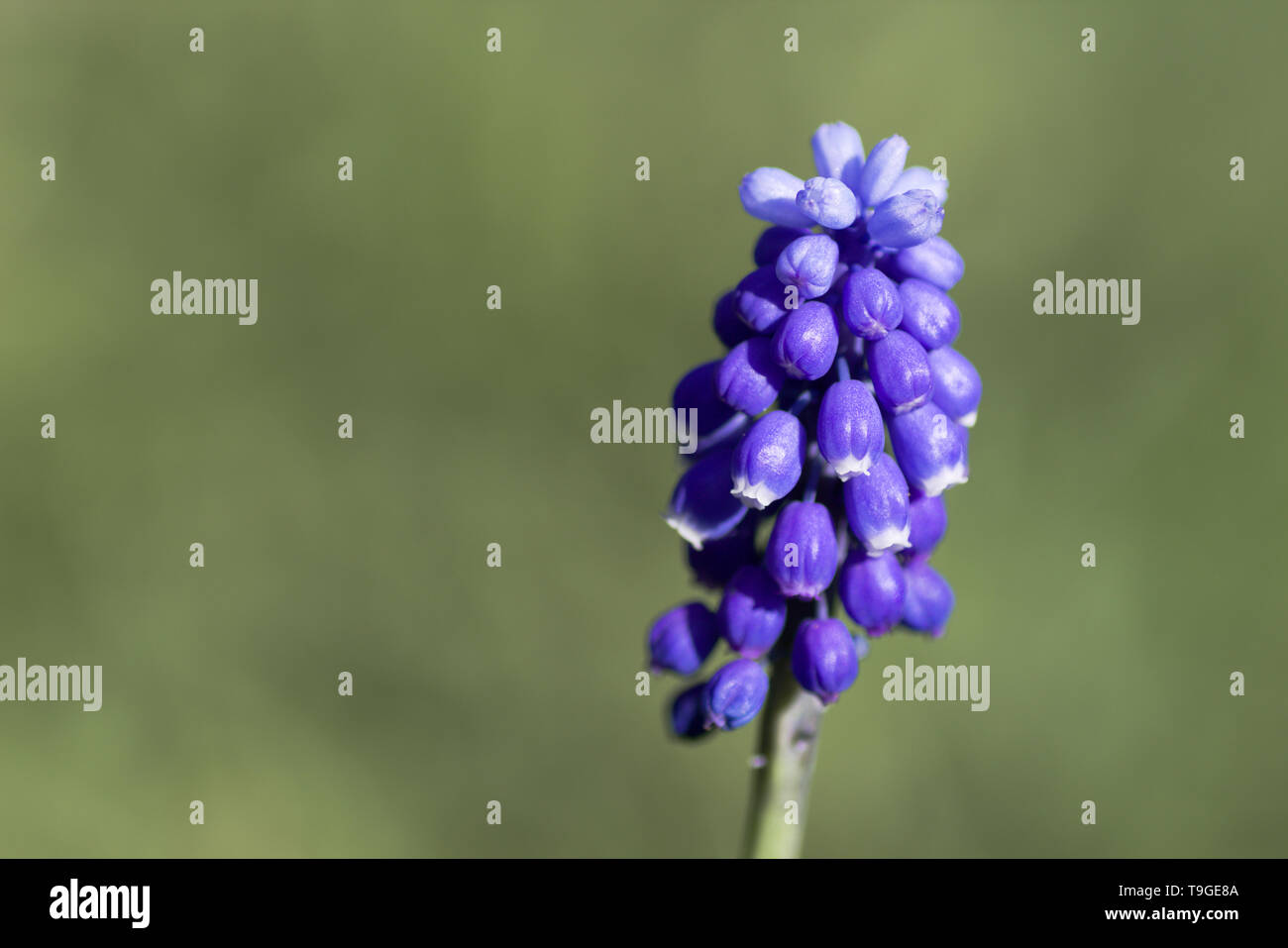 Traubenhyazinthen Blume Nahaufnahme auf grünem Hintergrund Stockfoto