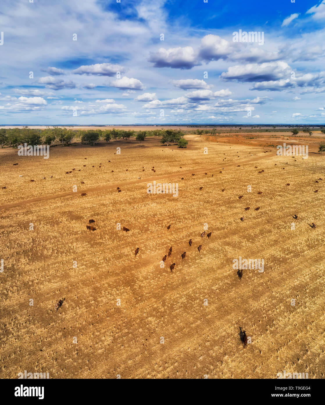 Flache Ebene des harversted Ackerland um Moree Stadt mit der Verfütterung von unter blauem Himmel in Antenne erhöhte vertikale Ansicht über Stiere und Kühe. Stockfoto