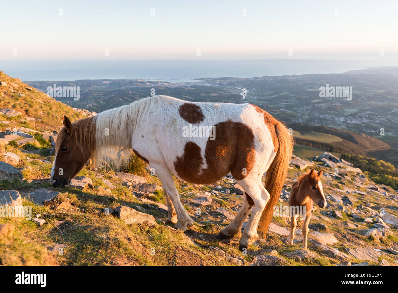 Erwachsener und Kind Pottok auf La Rhune im französischen Baskenland. Stockfoto