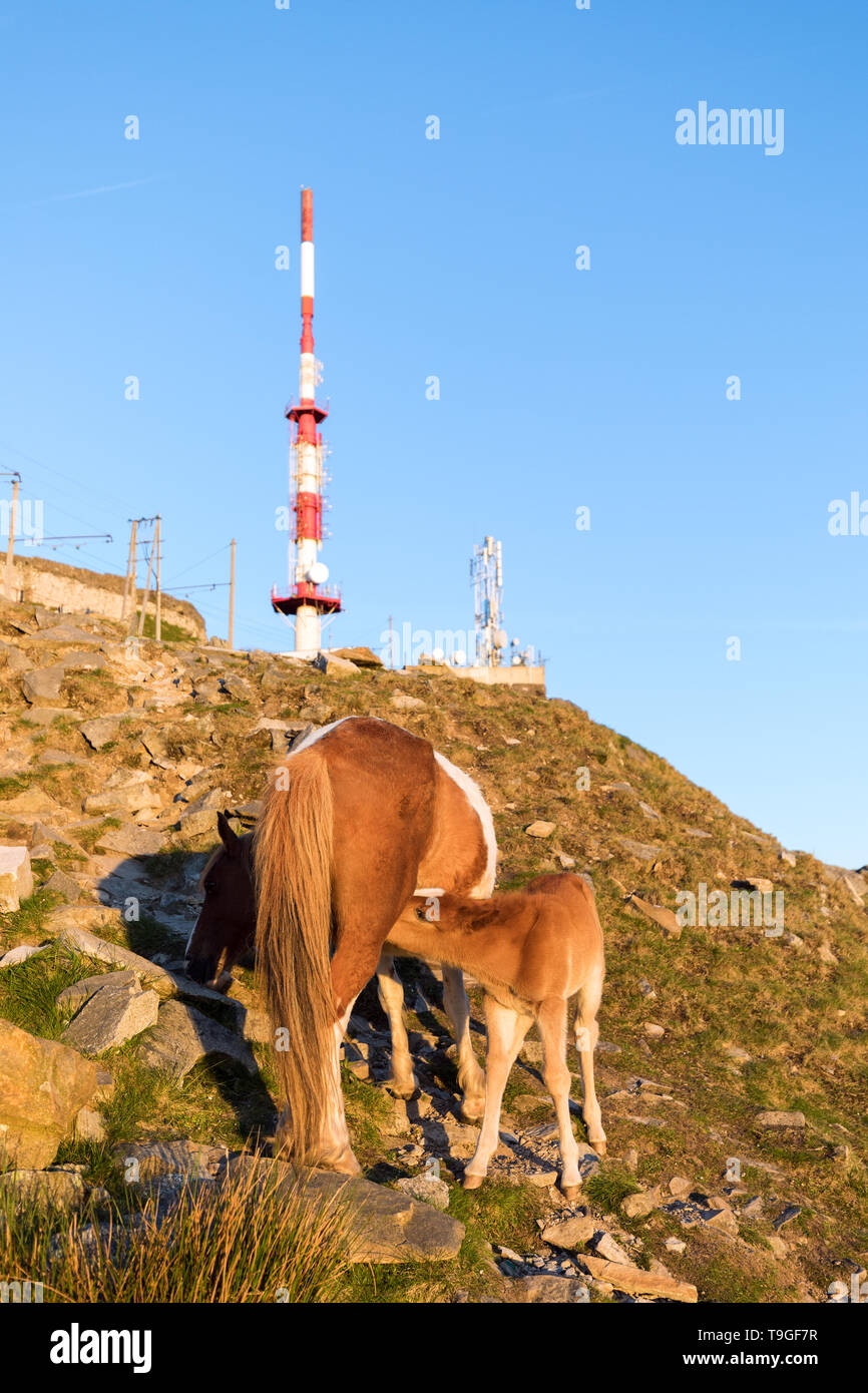 Erwachsener und Kind Pottok auf La Rhune im französischen Baskenland. Stockfoto