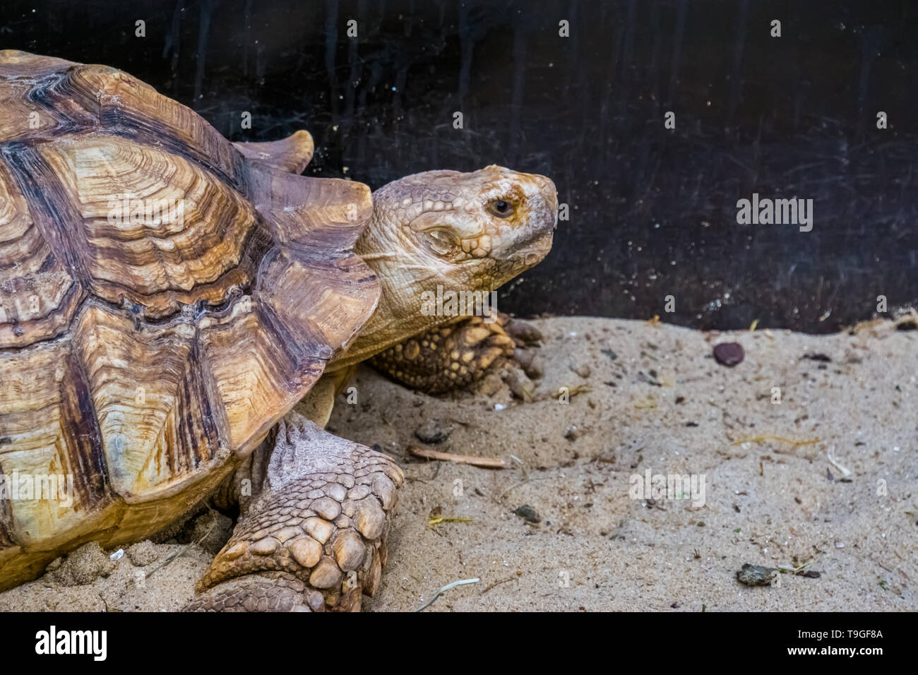 Das Gesicht eines afrikanischen trieb Schildkröte in Nahaufnahme, tropischen Land Schildkröte aus der Wüste Afrikas, gefährdete Reptilien specie Stockfoto