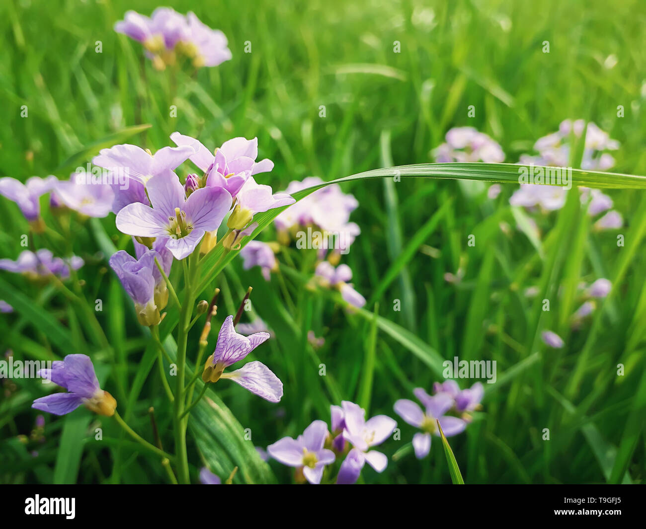 In der Nähe von wilden Frühling Blumenwiese. Zusammensetzung der Natur, Grün und Lila garss Blütenblätter. Stockfoto