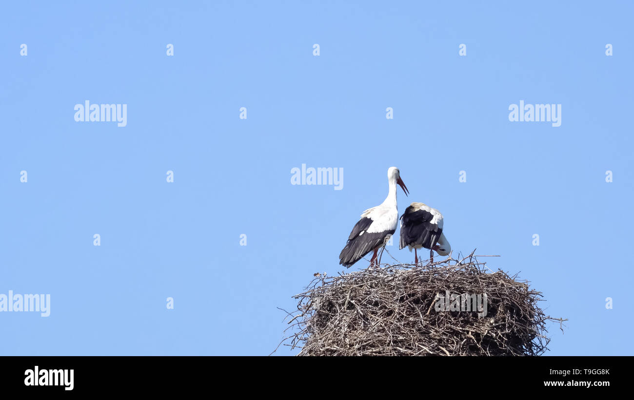 Paar Weißstörche auf ihr Nest aus Ästen und Zweigen, hoch oben auf einem nesting Pole, vor blauem Himmel. Ein Vogel ist stehend, mit offenem Schnabel ein Stockfoto