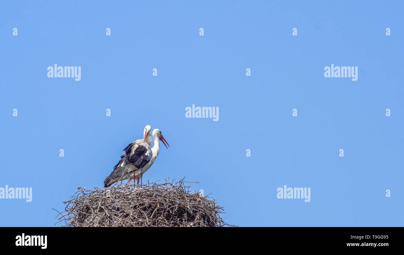 Paar Weißstörche nahe zusammen stehen auf ihrem Nest aus Ästen und Zweigen, hoch oben auf einem nesting Pole, vor blauem Himmel. Ein Vogel hat Ich Stockfoto