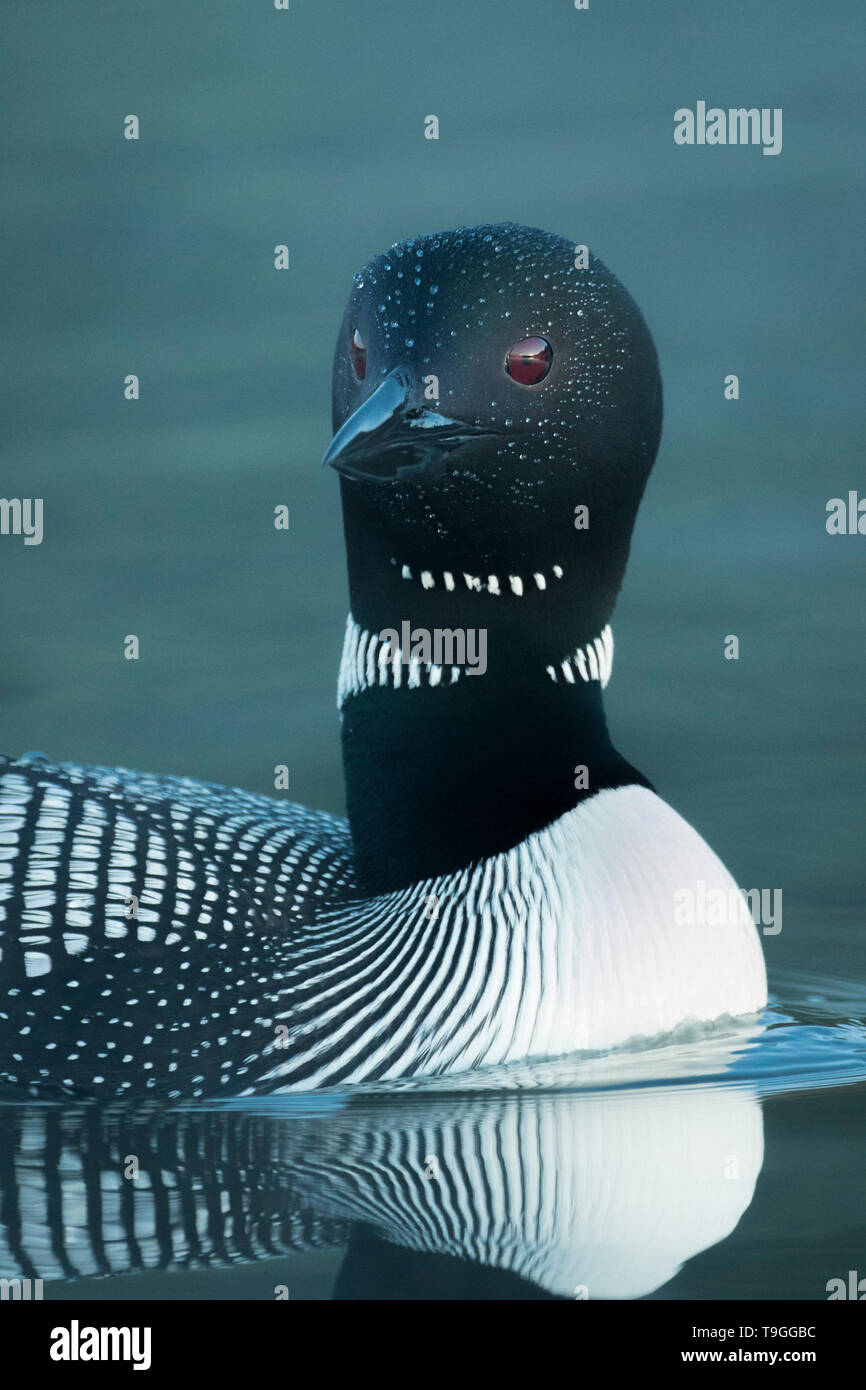 Common Loon, Gavia Immer, Portrait in Stony Plain, Alberta, Kanada Stockfoto