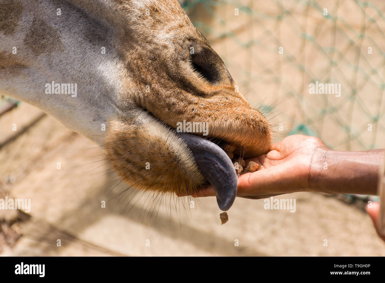 Rothschild's Giraffe (Giraffa Camelopardalis victoriae) von Hand gefüttert Futterpellets Stockfoto
