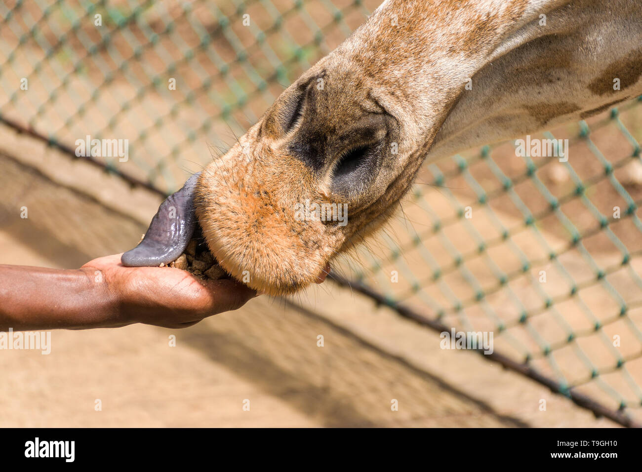 Rothschild's Giraffe (Giraffa Camelopardalis victoriae) von Hand gefüttert Futterpellets Stockfoto