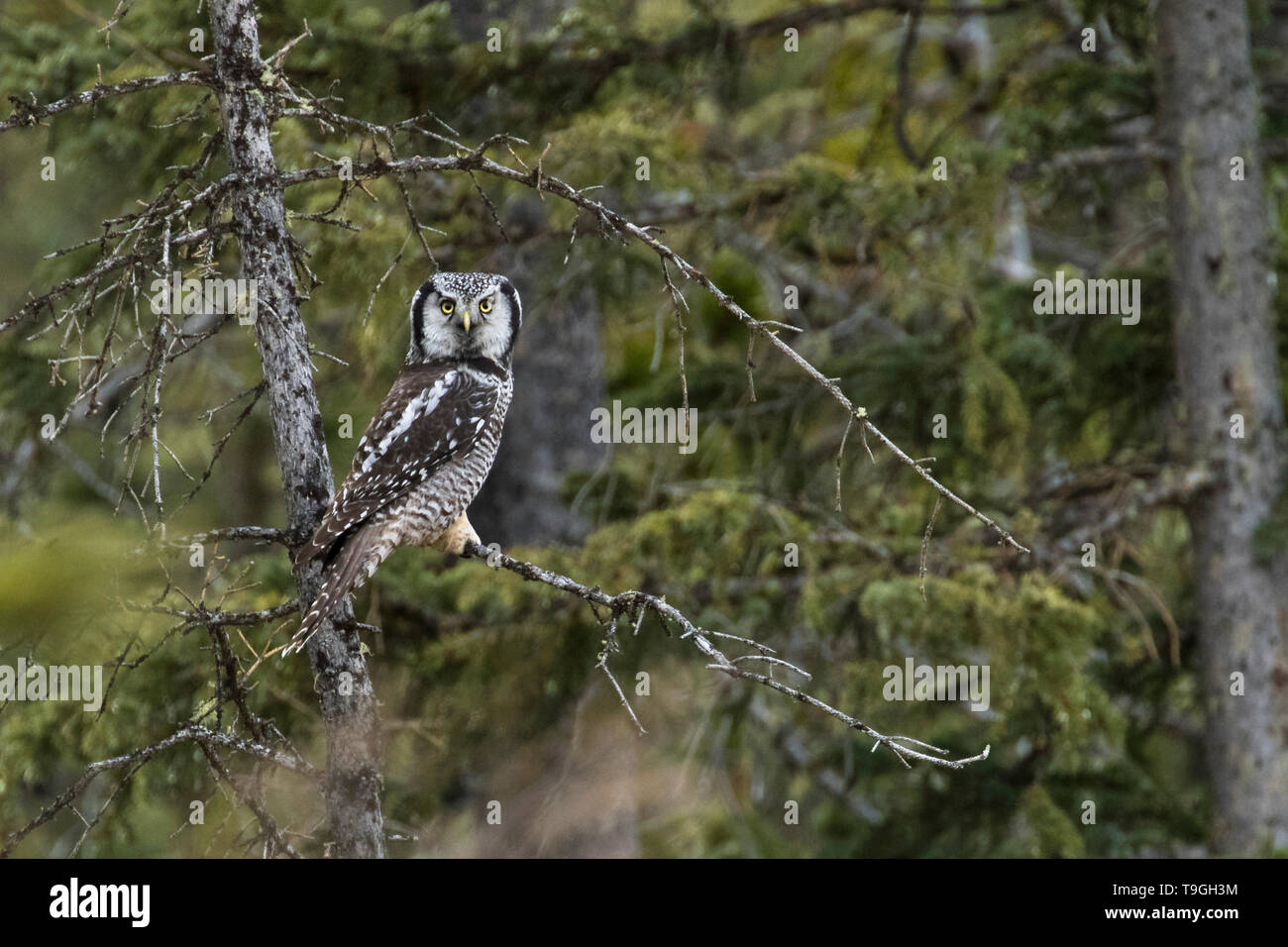 Northern hawk Owl, Surnia ulula, Near Water Valley, Alberta, Kanada Stockfoto