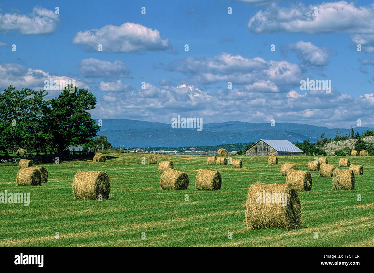 Heuballen auf einem Feld, untere Saint-Lawrence Region, Quebec, Kanada Stockfoto