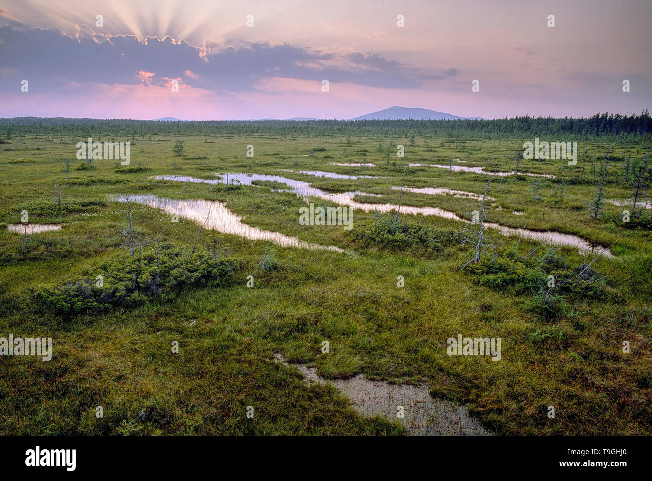 Strukturierte Moor, Nationalpark Frontenac, Quebec, Kanada Stockfoto