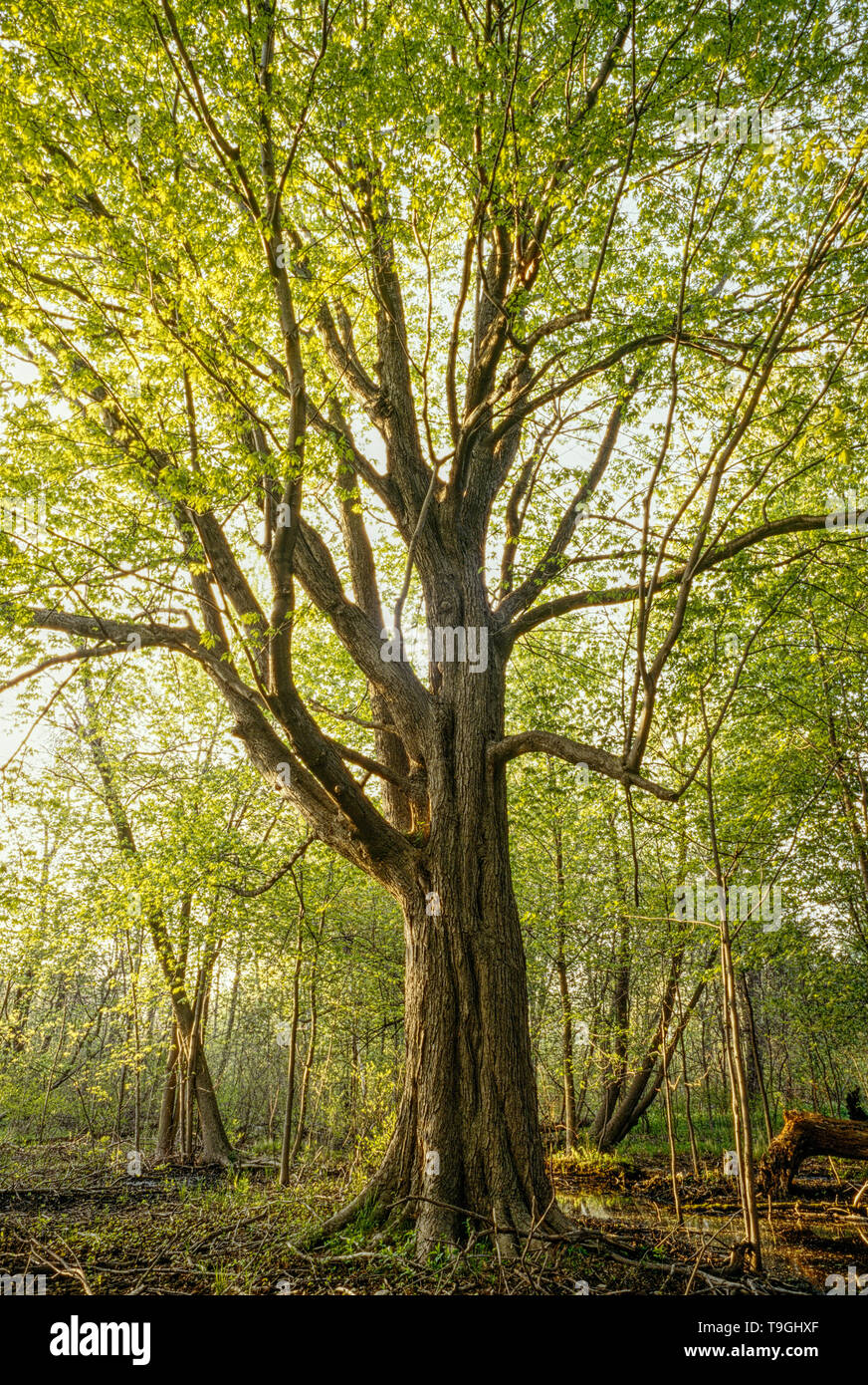 Alten Ahornbaum, Point-Pelee, Ontario, Kanada Stockfoto