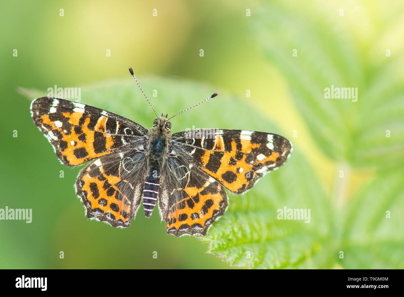 Karte Schmetterling mit Flügel ruht auf Nessel Anlage Stockfoto