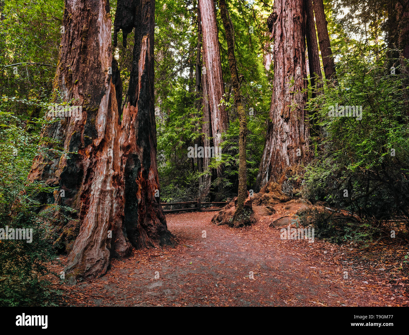 Wandern in der Hohen Küste Redwood Bäume Stockfoto