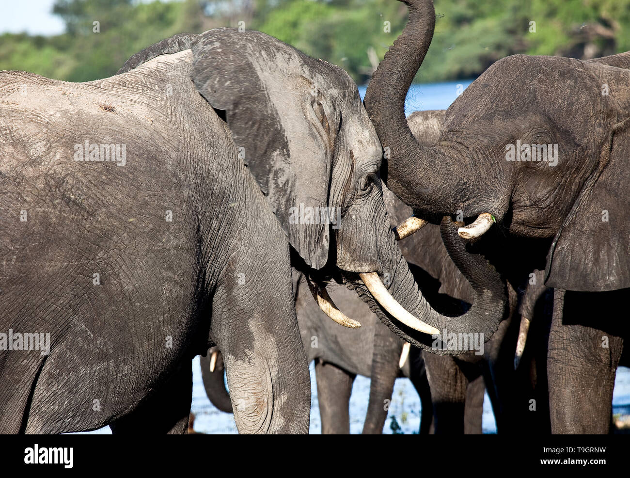 Elefanten, loxodonta Africana, Chobe National Park, Botsana, Afrika Stockfoto