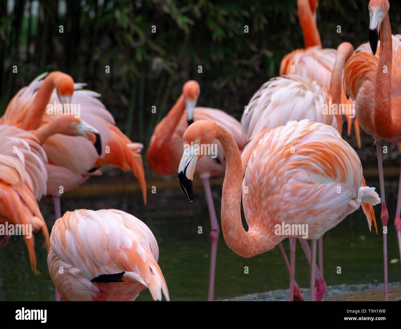 Traurig amerikanischen Flamingo aka Karibik Flamingo (Phoenicopterus ruber) Stockfoto